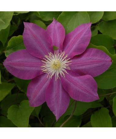 Clematis Vino (large-flowered) 2L pot