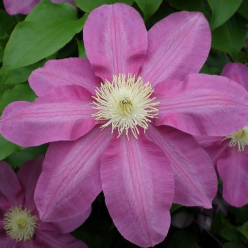 Clematis Vino (large-flowered) 2L pot