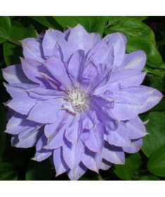 Clematis Teshio (large-flowered) DOUBLE 2L pot