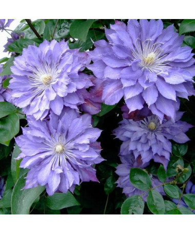 Clematis Teshio (large-flowered) DOUBLE 2L pot