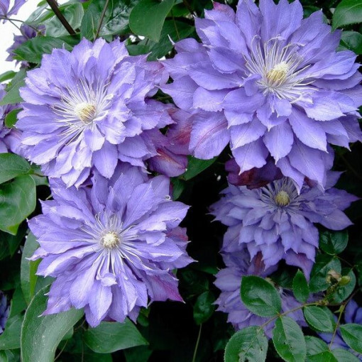 Clematis Teshio (large-flowered) DOUBLE 2L pot