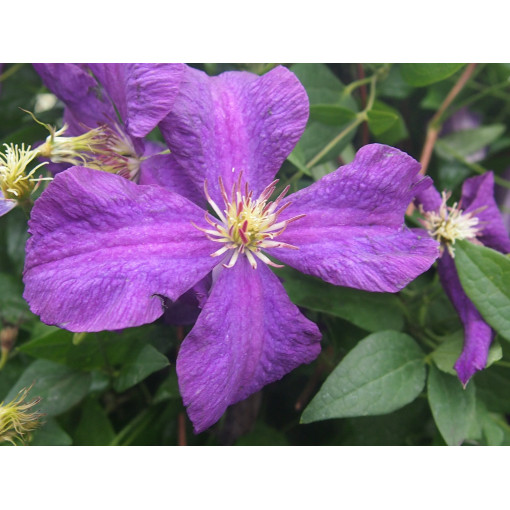 Clematis Polish Spirit, container 2l