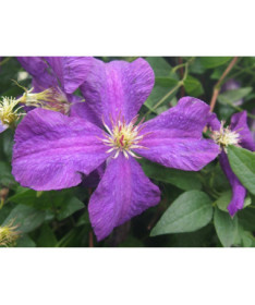 Clematis Polish Spirit, container 2l