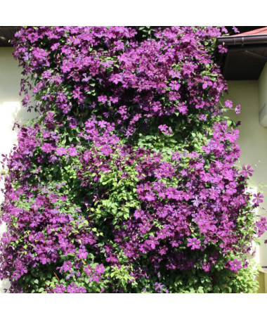 Clematis Polish Spirit, container 2l