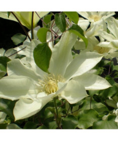 Clematis Moonlight (syn. Yellow Queen), container 2l