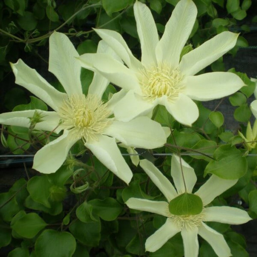 Clematis Moonlight (syn. Yellow Queen), container 2l