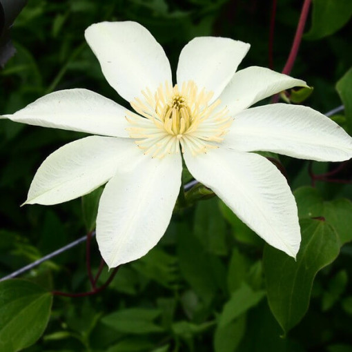 Clematis Moonlight (syn. Yellow Queen), container 2l