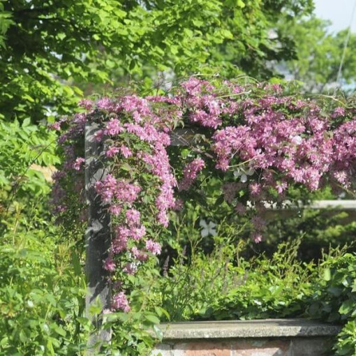 Clematis Montana Marjorie (mountain variety), container 2l
