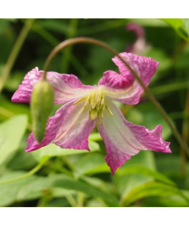 Clematis MINUET (viticella), container 2L