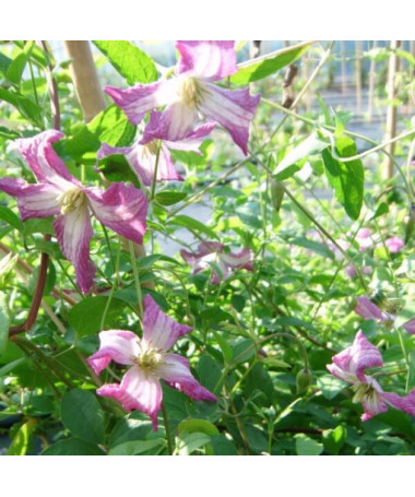 Clematis MINUET (viticella), container 2L