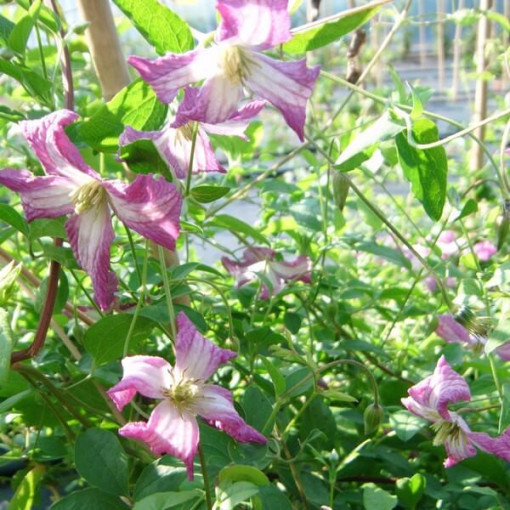 Clematis MINUET (viticella), container 2L