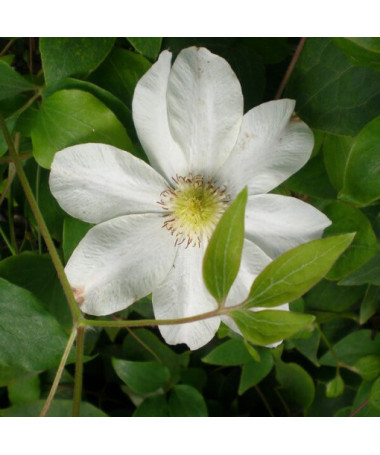 Clematis Lemon Chiffon (large-flowered) 2L pot