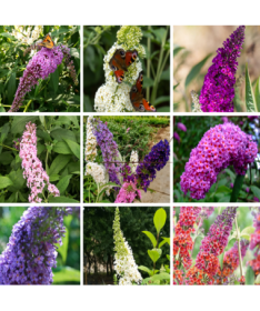 Set of 4 pcs - Buddleia in 2L pots