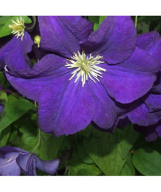 Clematis Jackmanii (large-flowered) 2L pot