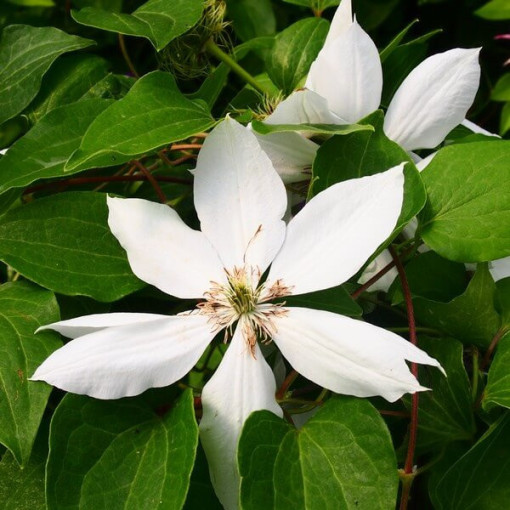 Clematis Henryi (Large-flowered) pot. 2L