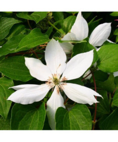 Clematis Henryi (Large-flowered) pot. 2L