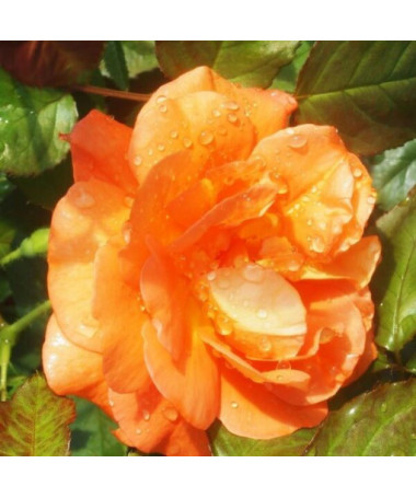 Climbing Rose 'Westerland', 2L pot