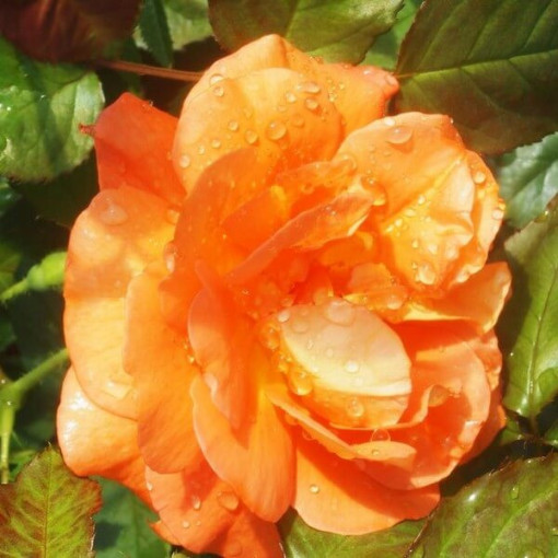 Climbing Rose 'Westerland', 2L pot