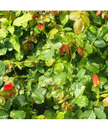 Climbing Rose 'Westerland', 2L pot