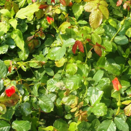 Climbing Rose 'Westerland', 2L pot