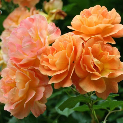 Climbing Rose 'Westerland', 2L pot