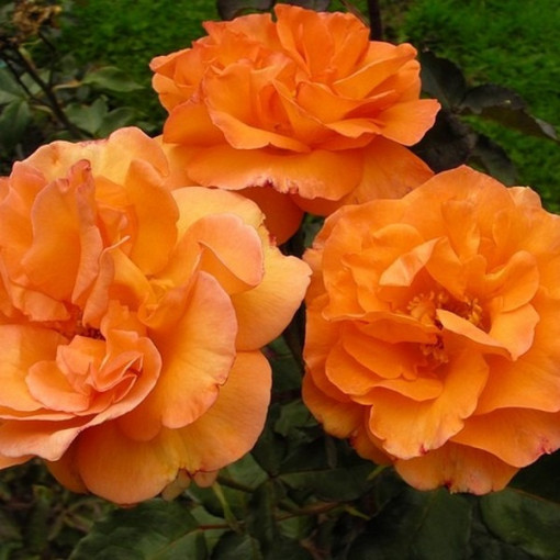 Climbing Rose 'Westerland', 2L pot