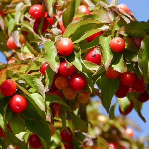 Edible Dogwood P9/C1