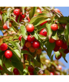 Edible Dogwood P9/C1