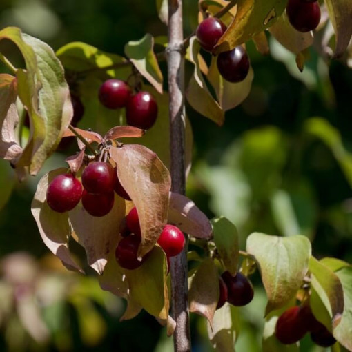 Edible Dogwood P9/C1