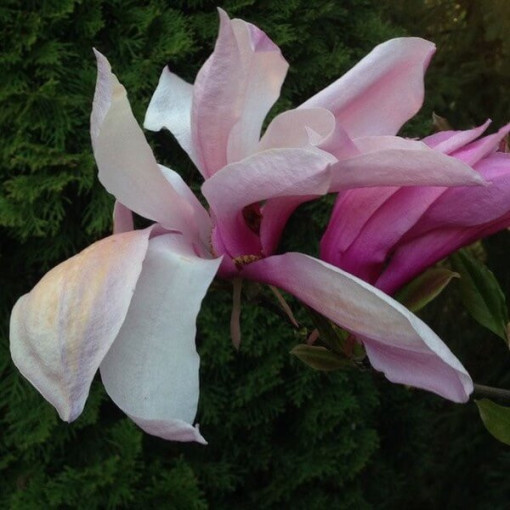 Magnolia 'Galaxy' pot. 2L