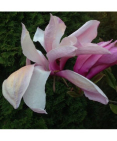 Magnolia 'Galaxy' pot. 2L