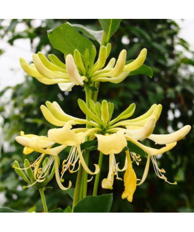Honeysuckle 'Graham Thomas' fragrant, pot, 2L
