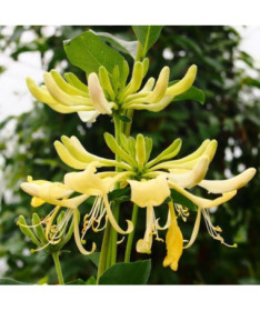 Honeysuckle 'Graham Thomas' fragrant, pot, 2L