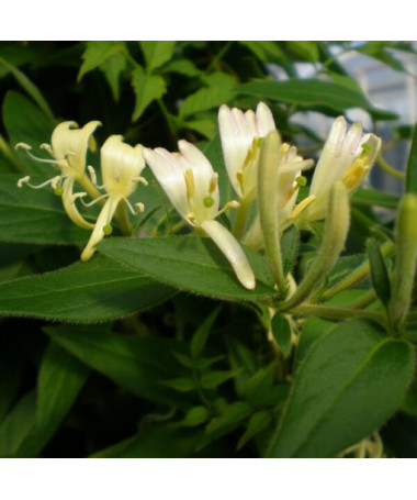 Honeysuckle 'Graham Thomas' fragrant, pot, 2L