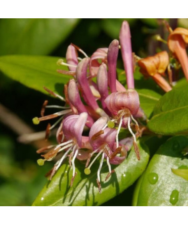 Honeysuckle Hekrott FRAGRANT, pot, 2L