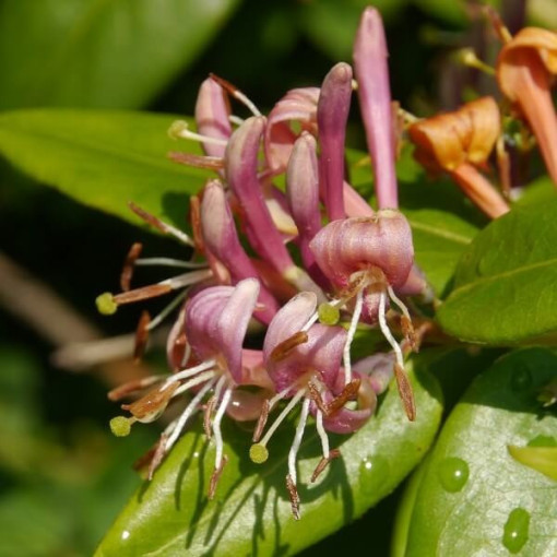 Honeysuckle Hekrott FRAGRANT, pot, 2L