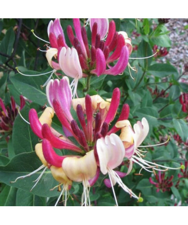 Honeysuckle Hekrott FRAGRANT, pot, 2L