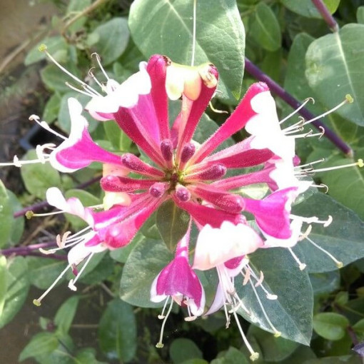 Honeysuckle Hekrott FRAGRANT, pot, 2L