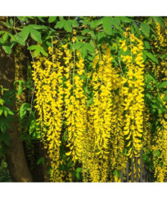 Common Laburnum, pot, 2L