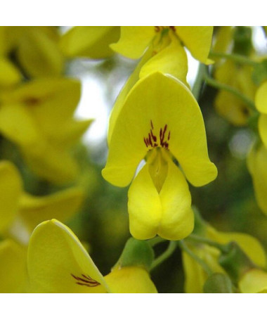 Common Laburnum, pot, 2L