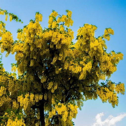 Common Laburnum, pot, 2L