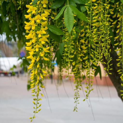 Common Laburnum, pot, 2L
