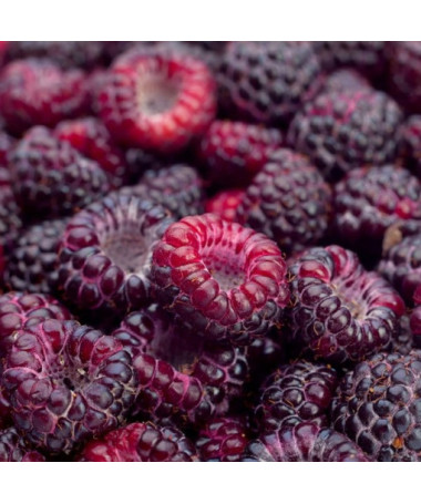 Purple Raspberry Brandywine