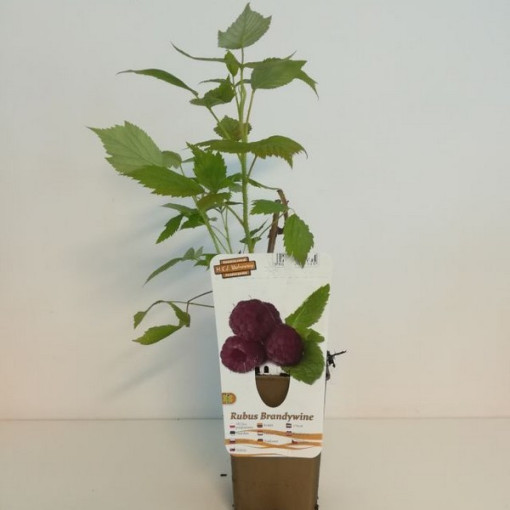 Purple Raspberry Brandywine