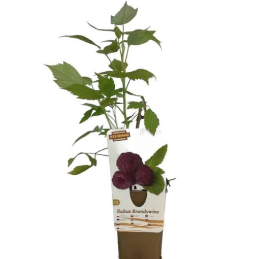 Purple Raspberry Brandywine