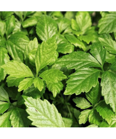 Longevity herb - Jiaogulan Gynostemma P9/C1