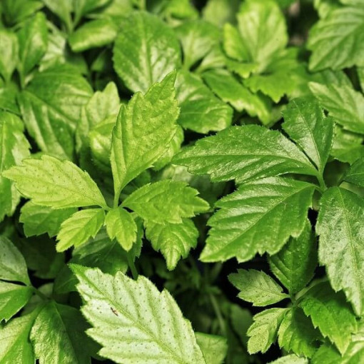 Longevity herb - Jiaogulan Gynostemma P9/C1