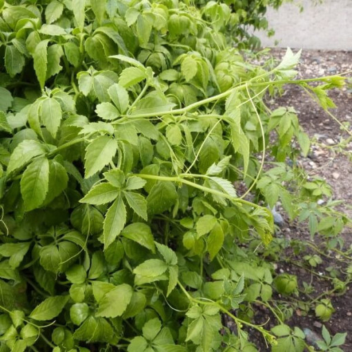 Longevity herb - Jiaogulan Gynostemma P9/C1