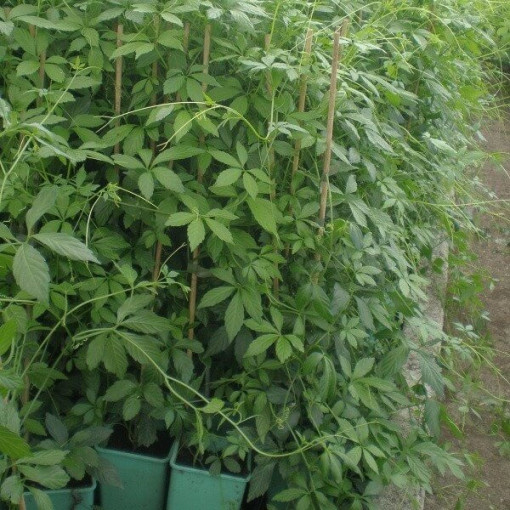 Longevity herb - Jiaogulan Gynostemma P9/C1