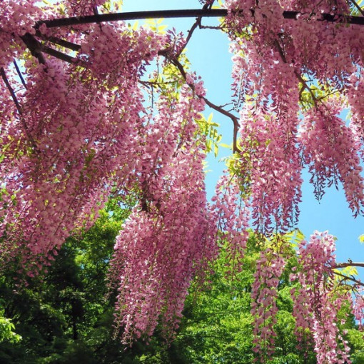 Wisteria floribunda Honbeni PINK